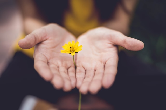 Hands hold a yellow flower as a gift.