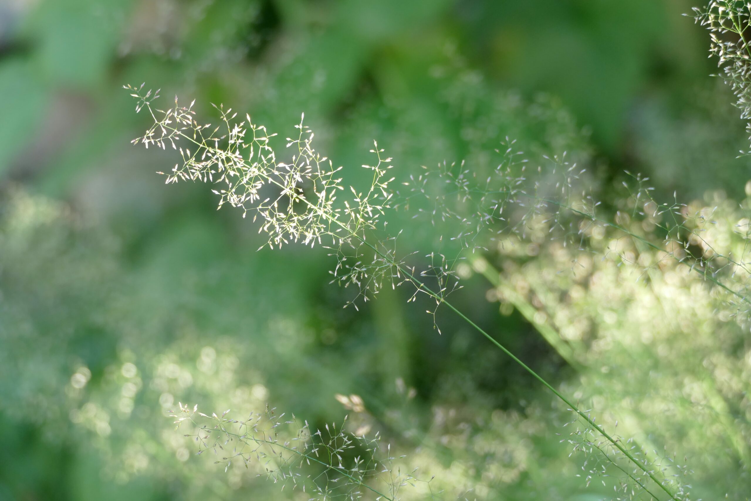 Blade of grass with pollen allergen